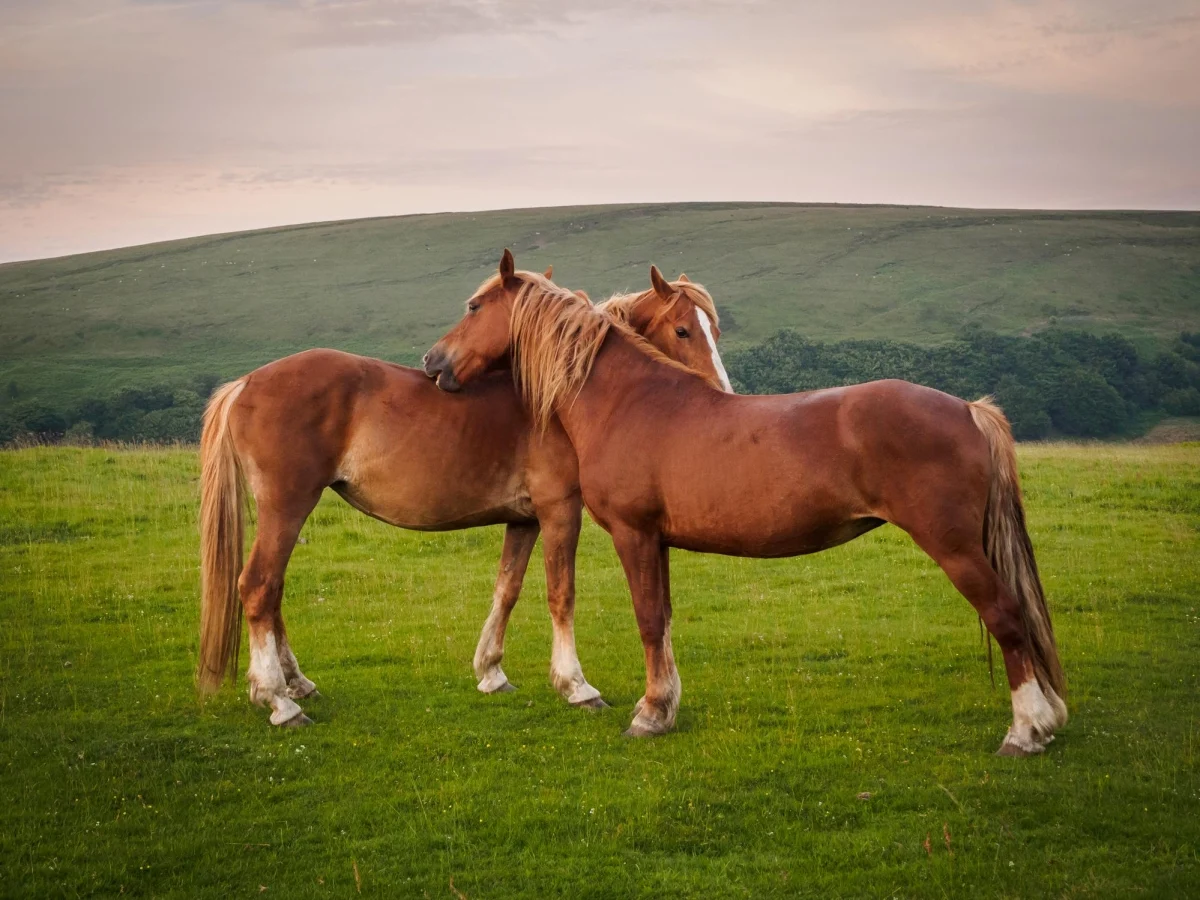 Cavalos são amigos, não alimento: Itália avança com proposta para proteger equídeos