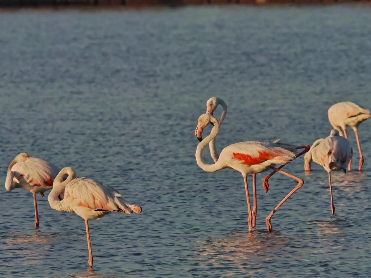 Saline di Trapani e Paceco: lagoa em risco — fauna e arginas ameaçadas por alagamentos e erosão