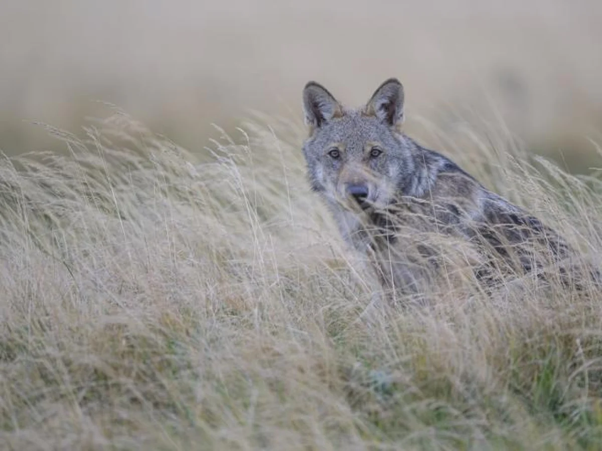 Itália reavalia proteção do lobo: impacto, híbridos e caminhos para convivência