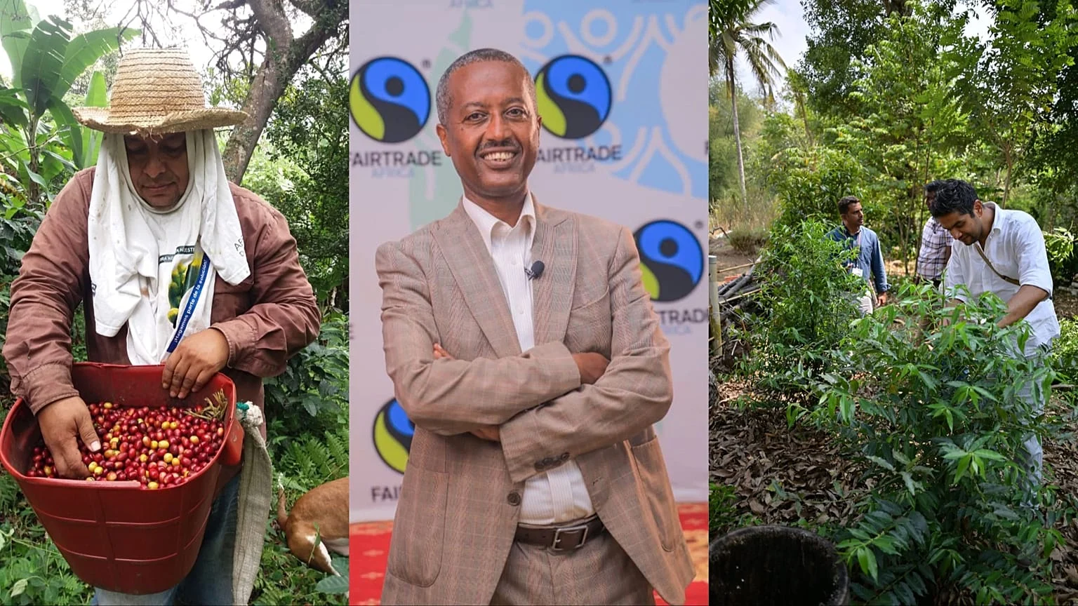 Aquecimento ligado a combustíveis fósseis ameaça produção de café e pressiona preços globais