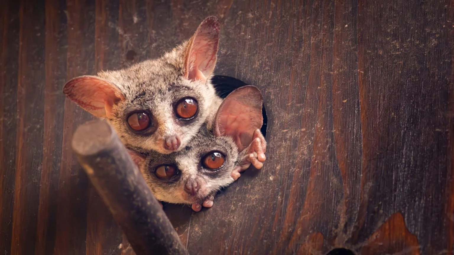 Como salvar o galagone: pontes de chioma e ações práticas para proteger o bushbaby