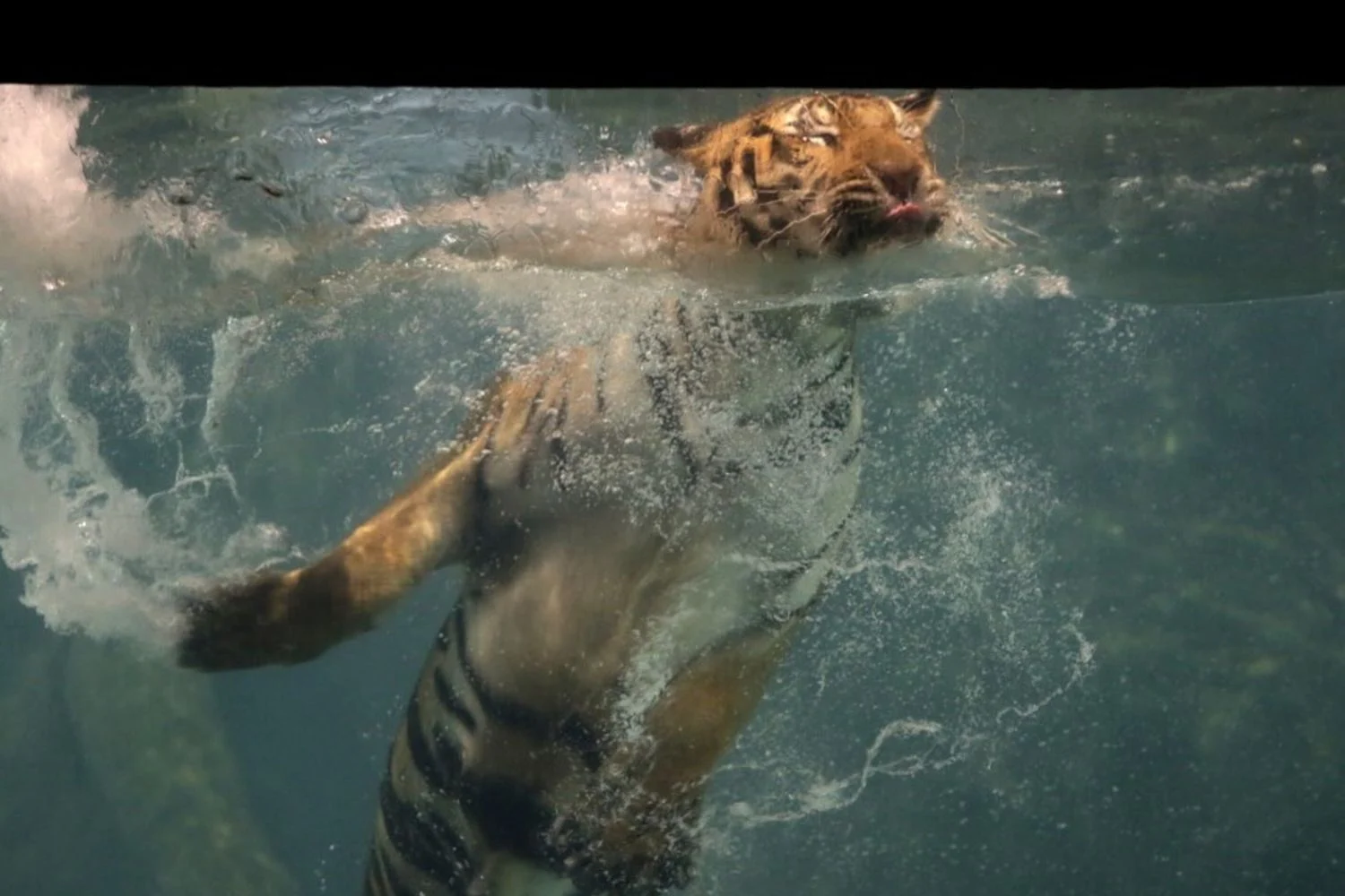 Tailândia: vírus e infecções matam 72 tigres em parque turístico na província de Chiang Mai
