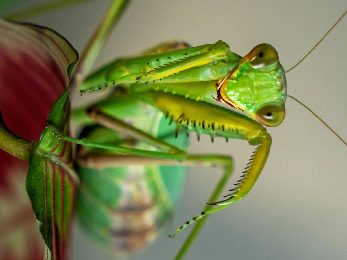 Mantídeas asiáticas invadem a Europa: aumento populacional ameaça abelhas, lagartos e mantis nativas