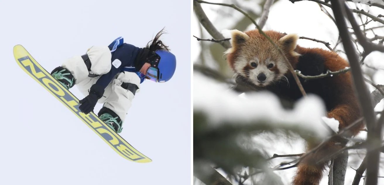 Il salto del leopardo, lo slalom della tigre siberiana (e di Federica Brignone): chi ha inventato davvero le discipline olimpiche? — corriere.it