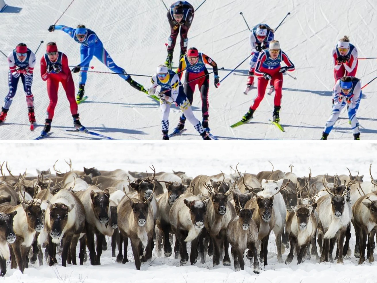 Il salto del leopardo, lo slalom della tigre siberiana (e di Federica Brignone): chi ha inventato davvero le discipline olimpiche? — corriere.it