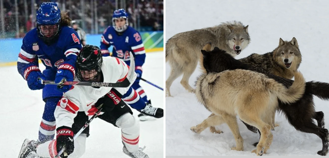 Il salto del leopardo, lo slalom della tigre siberiana (e di Federica Brignone): chi ha inventato davvero le discipline olimpiche? — corriere.it