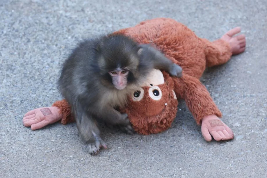 La storia del macaco Punch: rifiutato dopo la nascita, è cresciuto con una «mamma» di peluche dell'Ikea. Che ora ha il suo nome — corriere.it