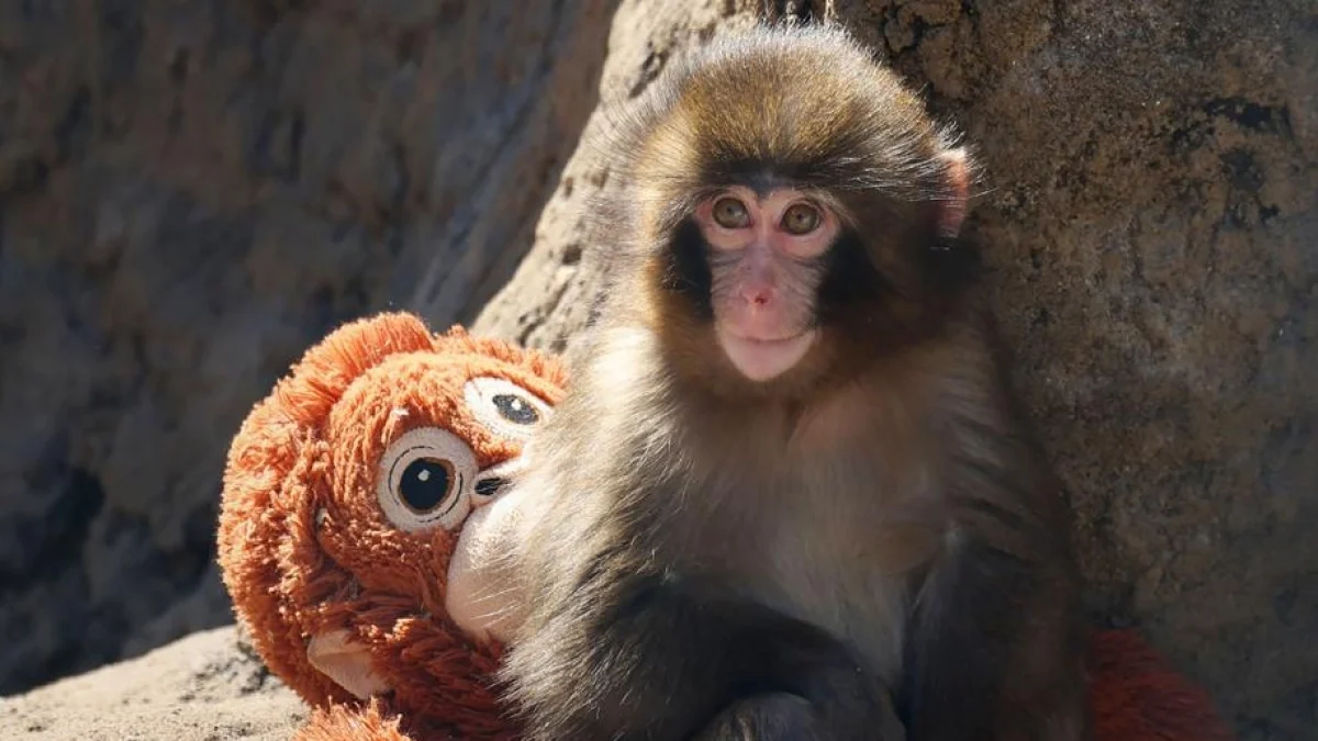 Punch, o macaco rejeitado que ganhou uma mãe de pelúcia e virou símbolo de resiliência