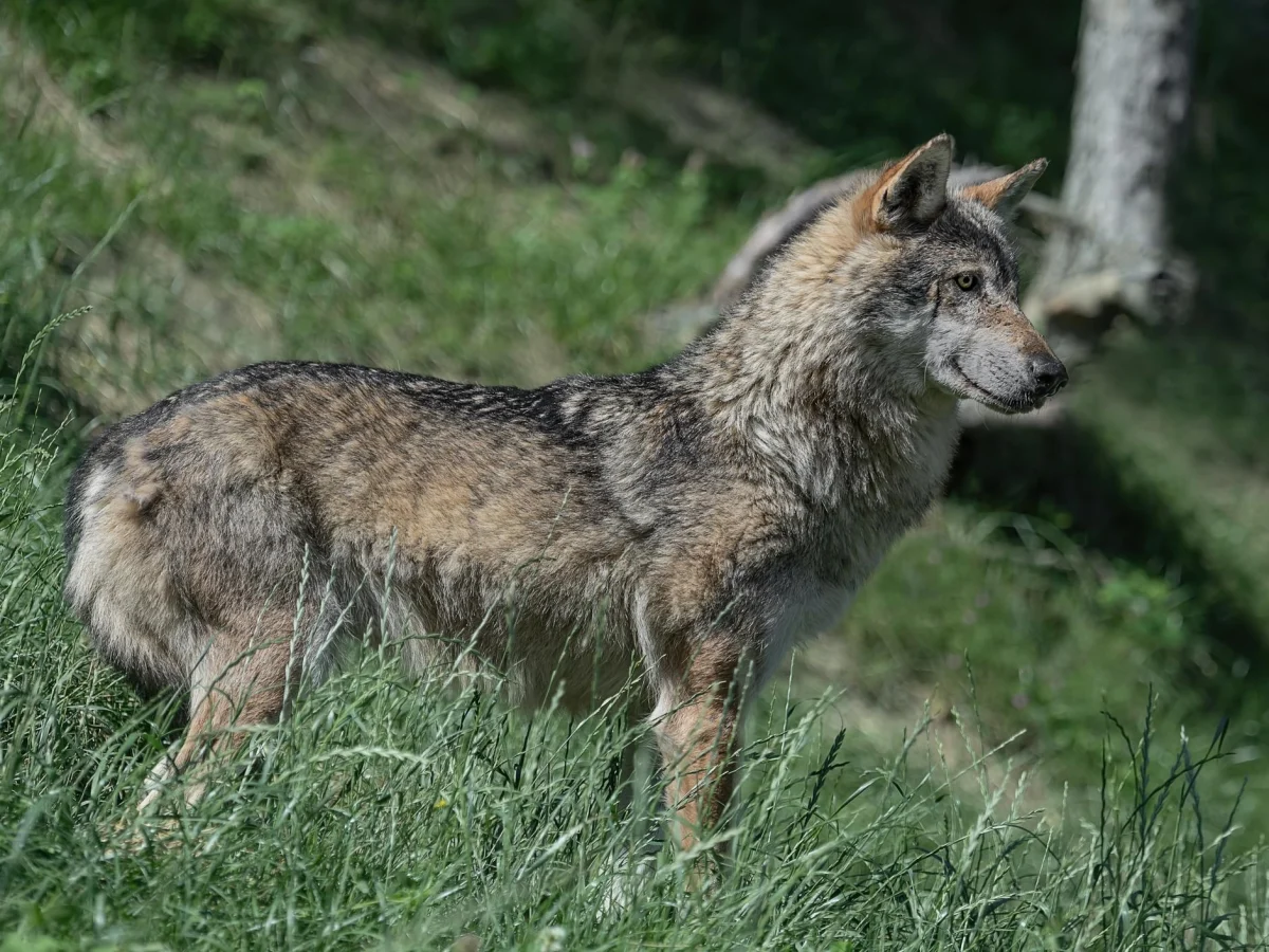 Estudo italiano revela: quase todos os lobos têm medo do ser humano e se afastam