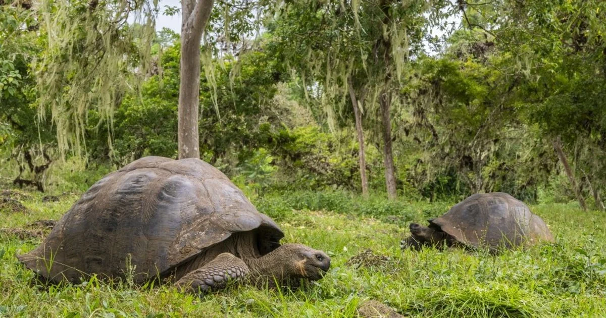 Após 150 anos, as tartarugas gigantes retornam a Floreana nas Galápagos em ação de restauração genética