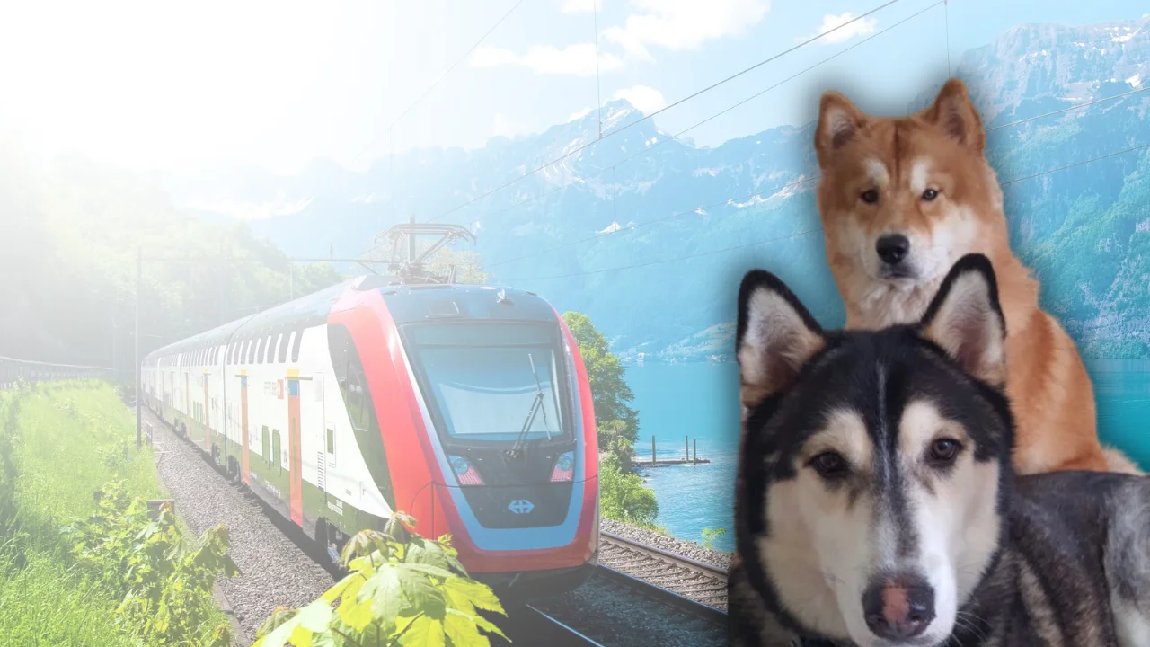 Pet Lovers: Cuidando do seu Peludo na Itália