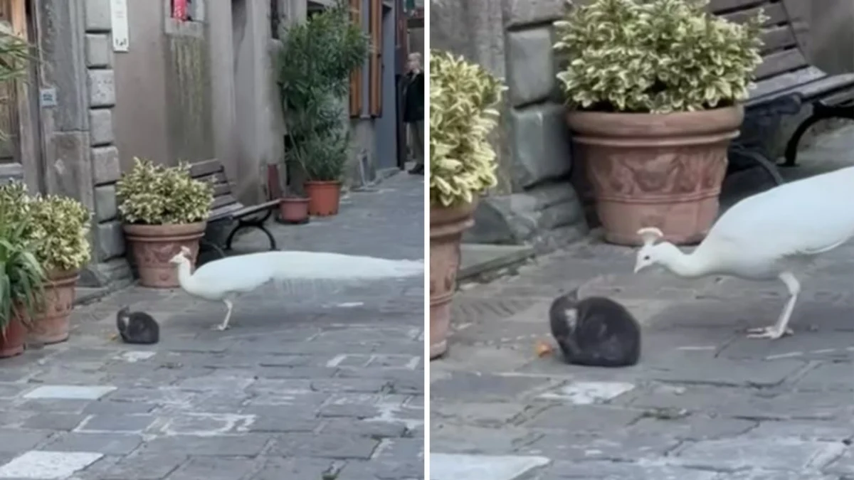 Gastone, o pavão branco que adotou Monticello Amiata: a história do 'Nino' que vive livre no borgo