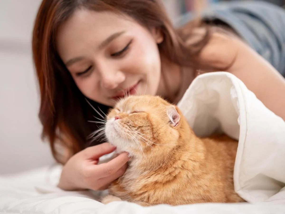 Massagem no gato: como fortalecer o vínculo e promover bem-estar para vocês dois