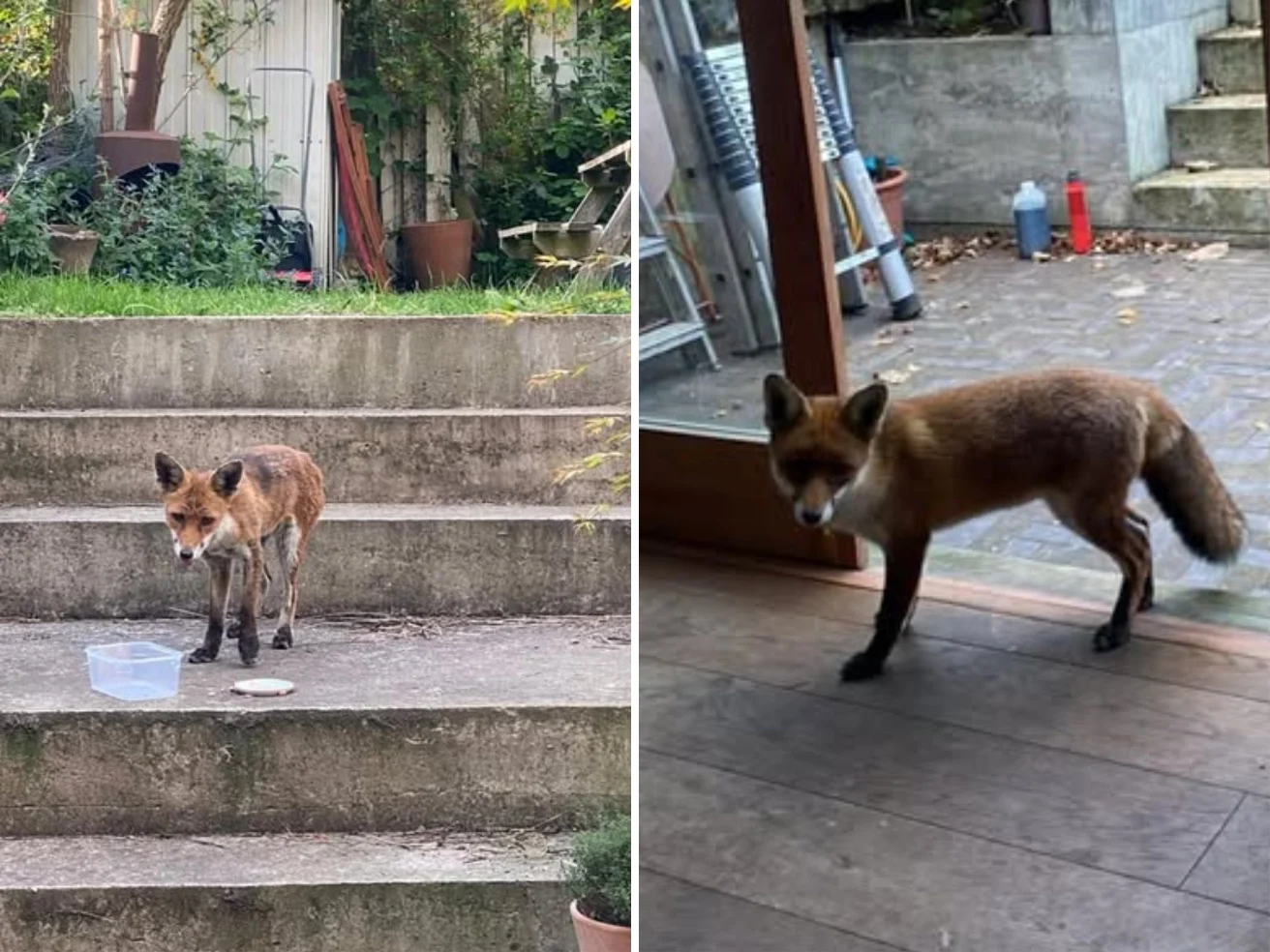 Storia della volpe «Polpetta»: ritrovata in un giardino di Londra, è stata curata. Creando un «legame speciale» con chi l'ha salvata — corriere.it