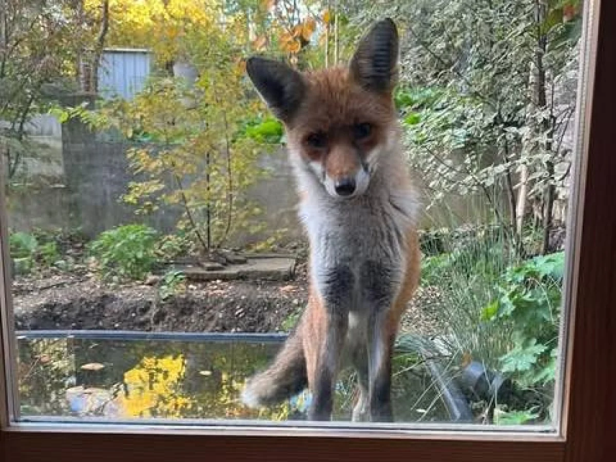 Raposa 'Polpetta' salva em Hackney: recuperação, laços e a dedicação dos Fox Angels