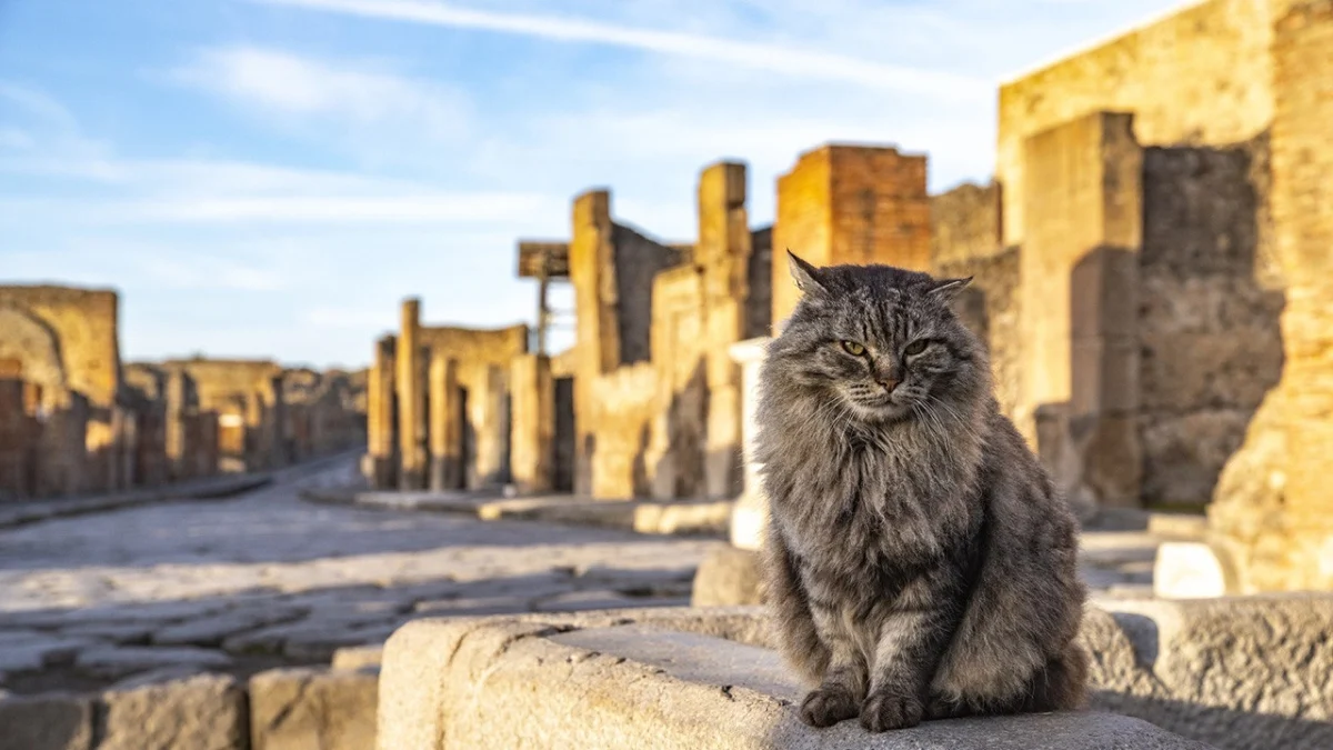 Morre Lince, o gato símbolo das escavações de Pompeia: adeus ao guardião do lupanare