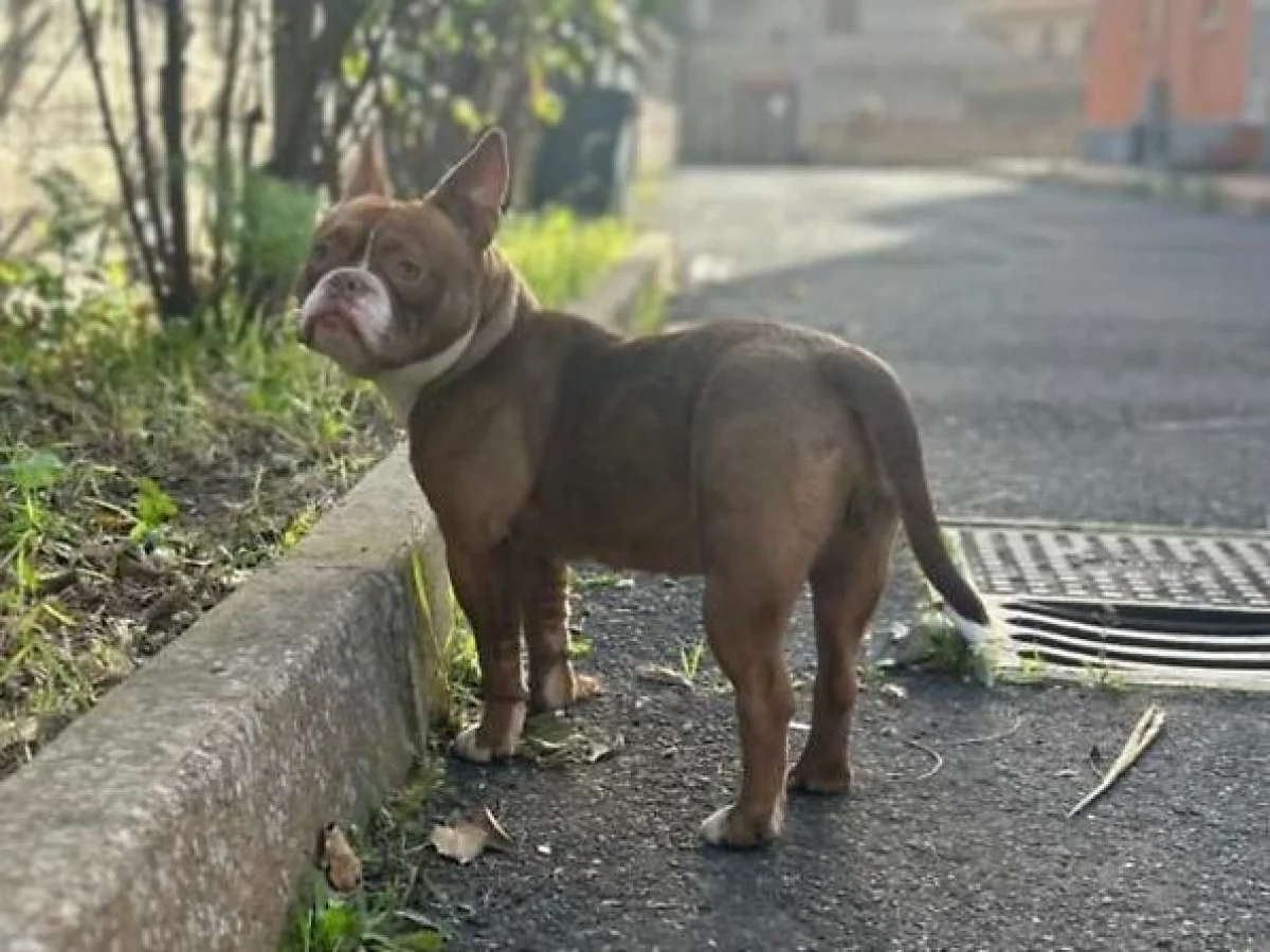 Themis: cadelinha resgatada pelos carabinieri em Adrano encontra nova família na esquadra