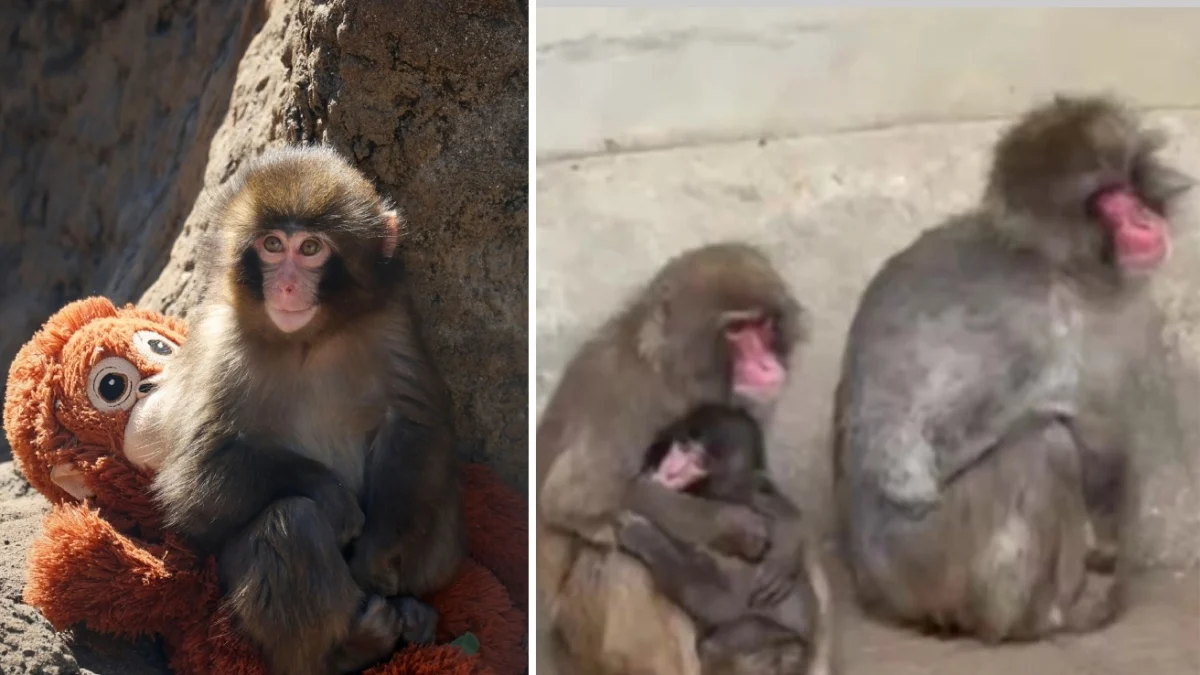 Punch, o macaco que abraçava um peluche, é finalmente acolhido pelo grupo no zoológico de Ichikawa