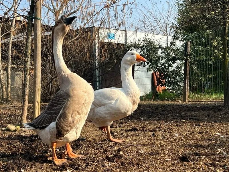 Reginaldo, l'oca della Villa Reale di Monza scomparsa e ritrovata tra i rifiuti. «Uno scherzo crudele» — corriere.it