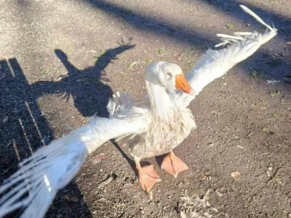 Reginaldo, a oca da Villa Reale de Monza: encontrada entre resíduos e acolhida pela ENPA