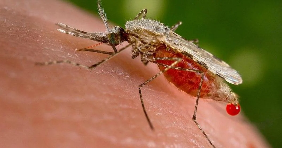 Malaria, cos’è, come si trasmette, come si previene e perché può essere pericolosa — rainews.it