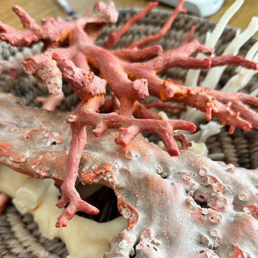 Coral como ponte entre Itália e Tunísia: workshop em Torre del Greco define cadeia sustentável