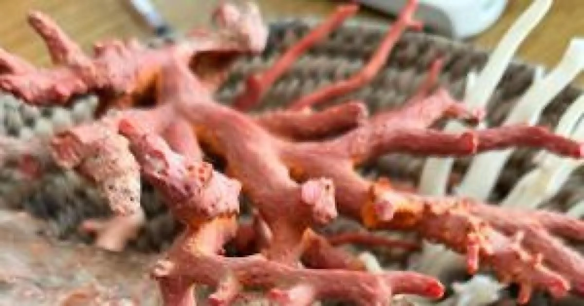 Coral como ponte Mediterrânea: Torre del Greco reúne Itália e Tunísia para criar cadeia sustentável