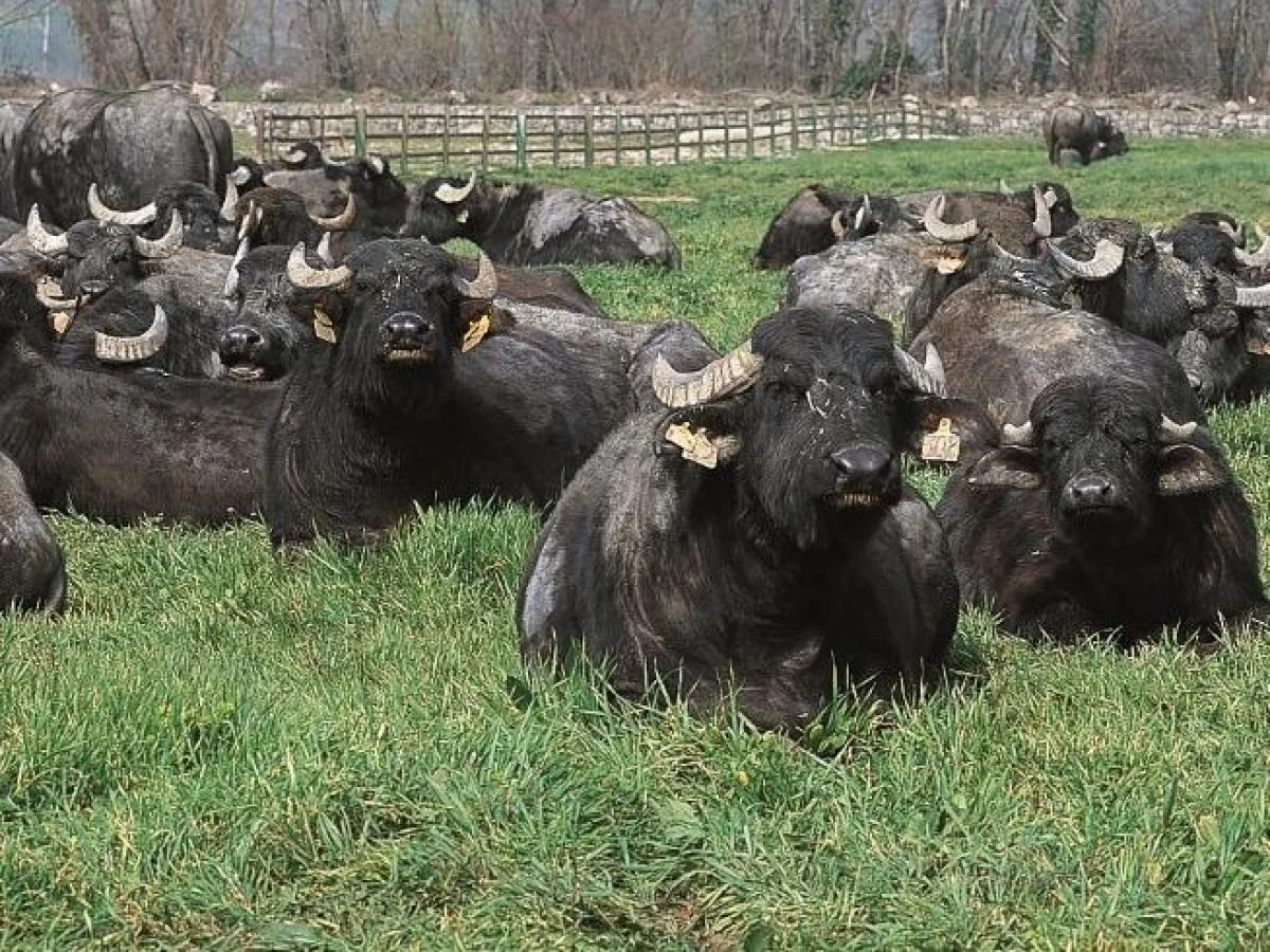 Não é fake: até as búfalas da Fattorie Garofalo ouvem o Festival de Sanremo