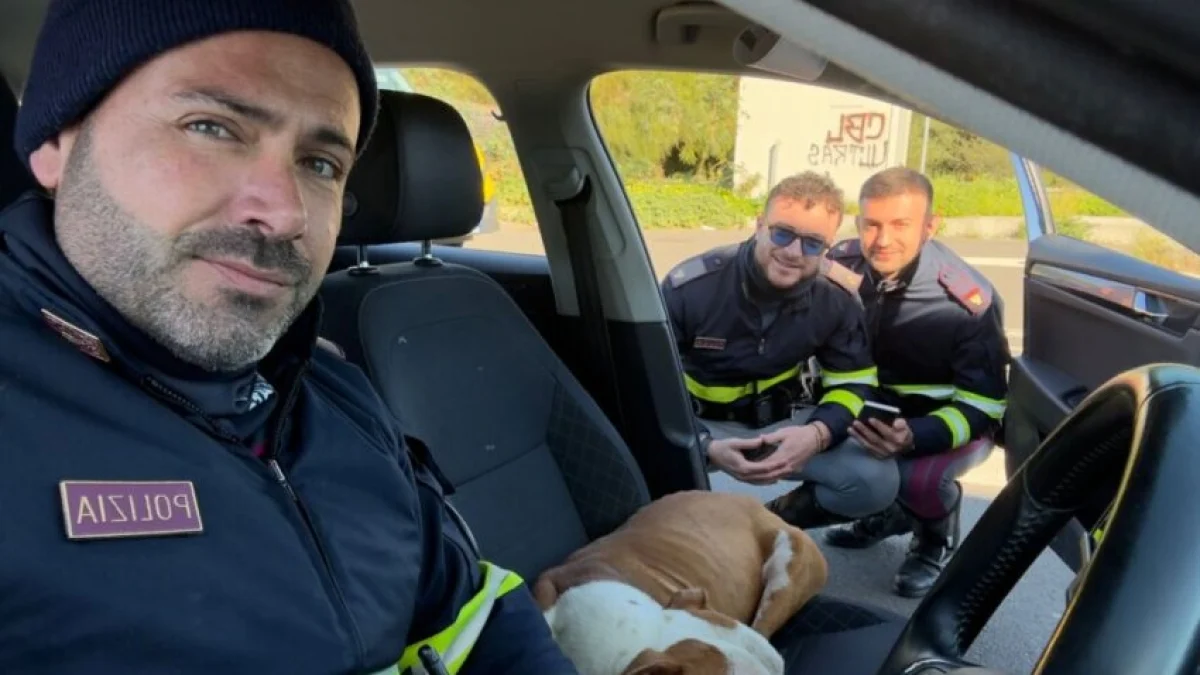 Pitbull resgatado na rodovia Catania-Siracusa agora vive com um dos policiais