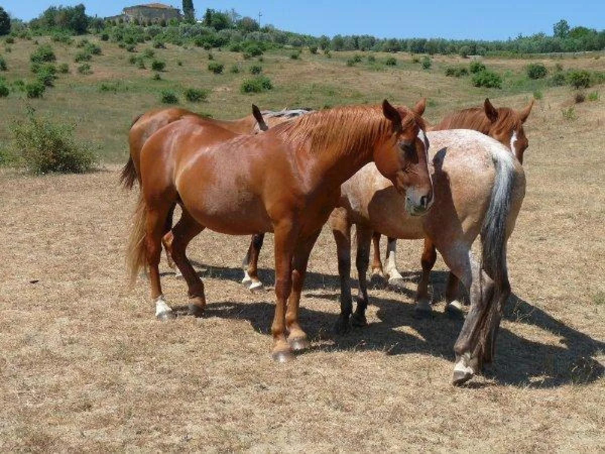 Reconhecimento dos cavalos como animais de estimação avança, mas IHP alerta: o desafio é a rastreabilidade e os abates clandestinos