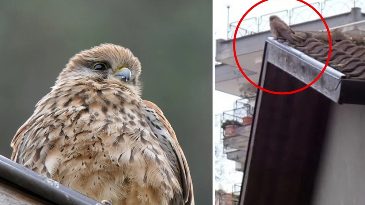 Gheppio resgatado após dias preso em telhado de Sorrento: um pequeno renascimento na primavera