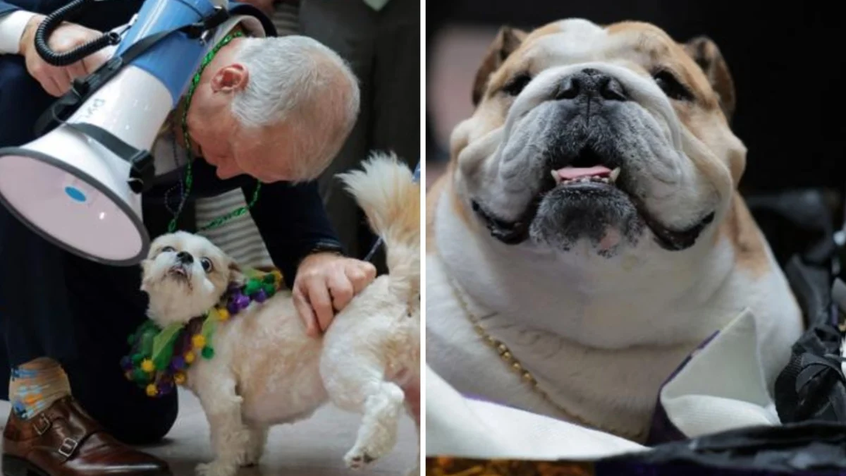 Carnaval dos Cães em Capitol Hill: entre críticas e sorrisos no 'Doggy Gras' bipartidário
