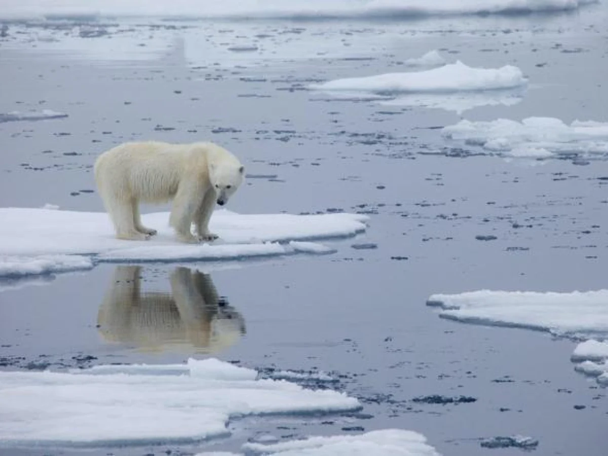 Stop hunting the polar bear: campanha europeia pede fim da caça e inclusão do urso polar na CITES