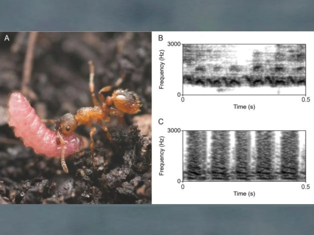Como as formigas e as lagartas de borboleta se sincronizam pelo ritmo: estudo revela sinais vibroacústicos