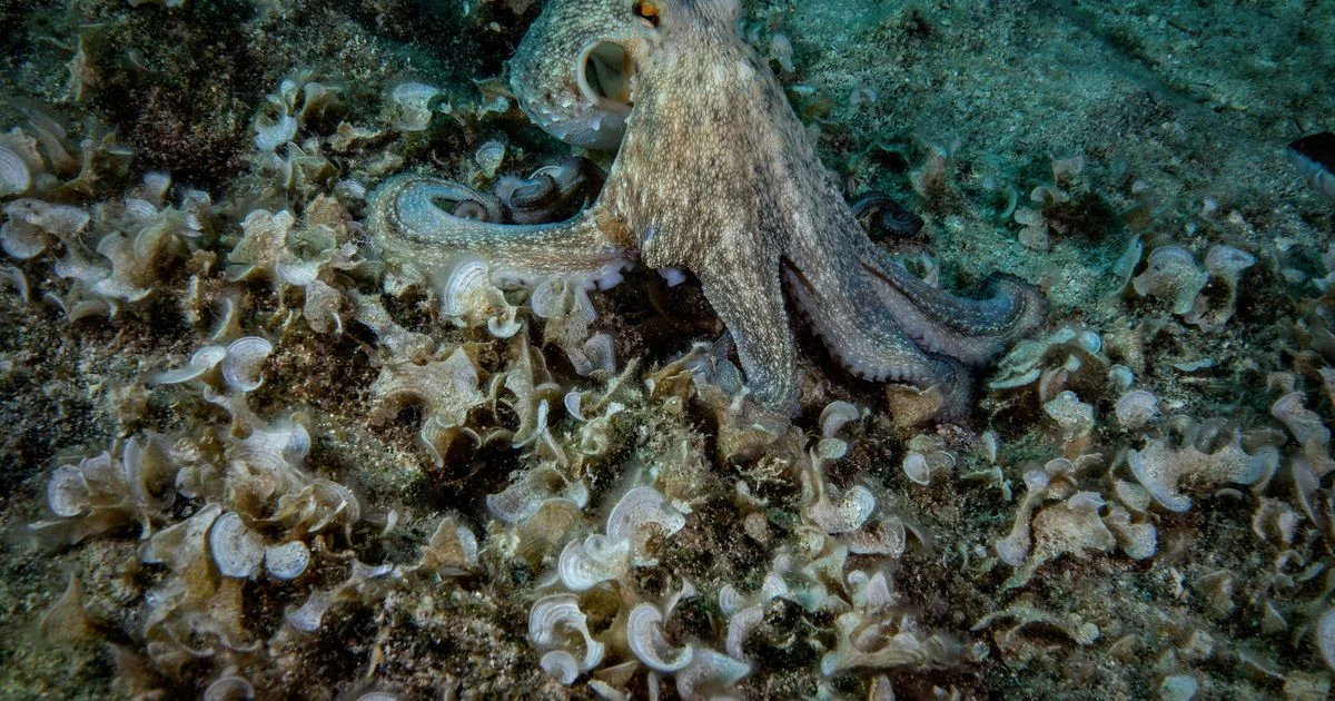 Oleamida liberada pelo plástico altera caça e defesa de polvos, indica estudo