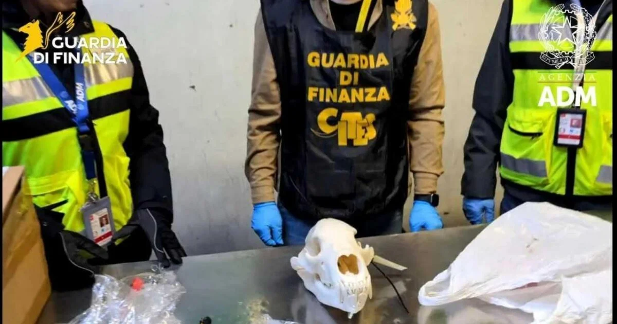 Malpensa: pacote da Bósnia escondia crânio de urso‑branco sem documentos; apreensão da Guardia di Finanza