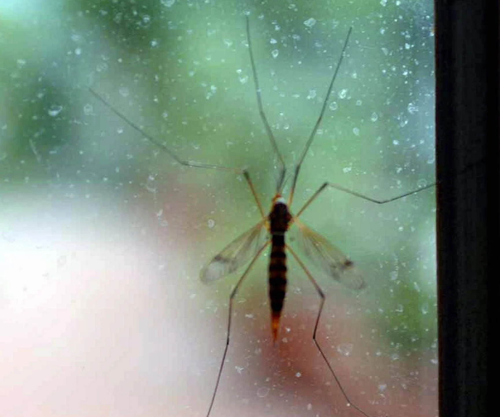 ECDC alerta: aumento de casos de Chikungunya ligado às Seychelles; risco elevado para turistas