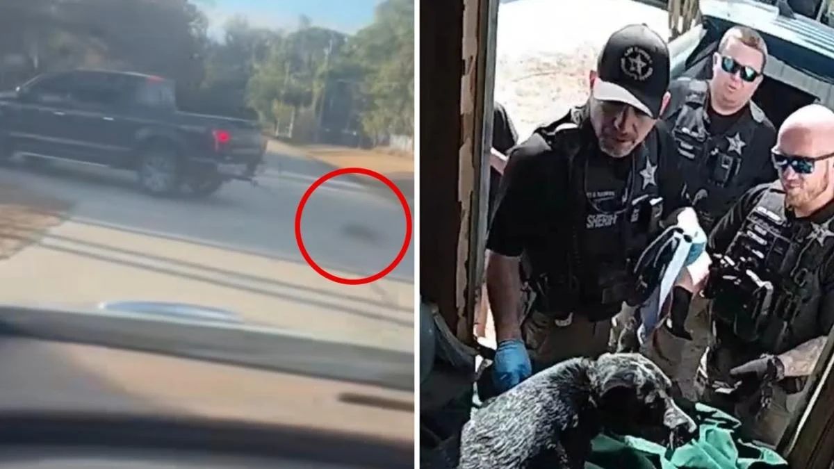 Homem é preso na Flórida após arrastar sua cachorra no asfalto; xerife anuncia tolerância zero a maus-tratos