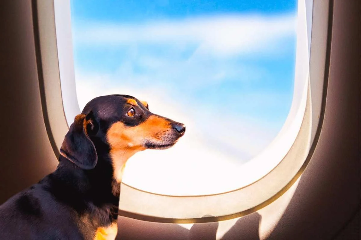 ITA Airways autoriza cães de até 30 kg na cabine e redefine a aviação pet-friendly na Itália
