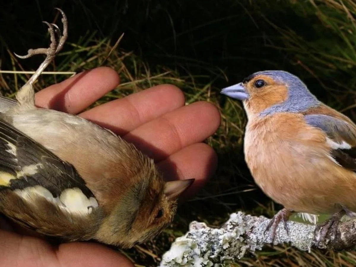 TAR de Milão veta a caça em derrogação a fringuelo e storno na Lombardia; entidades ambientalistas comemoram