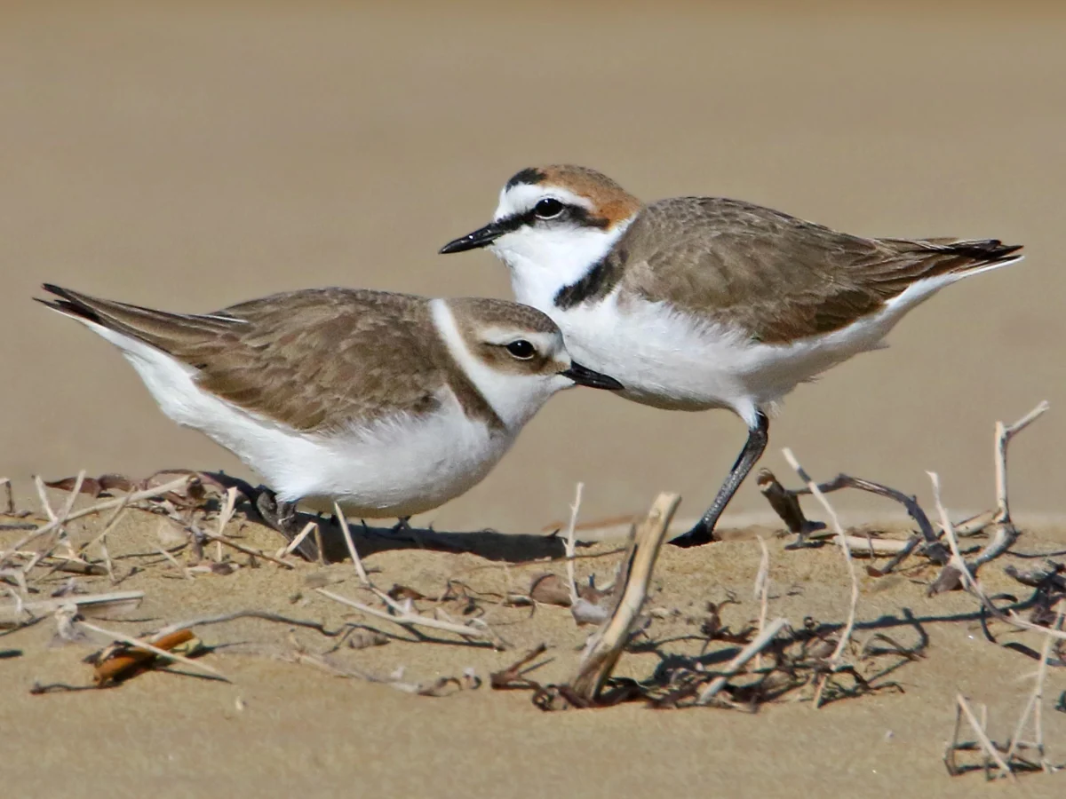 Dez regiões unem forças para salvar o fratino: projeto Life Alexandro busca equilibrar praias e biodiversidade