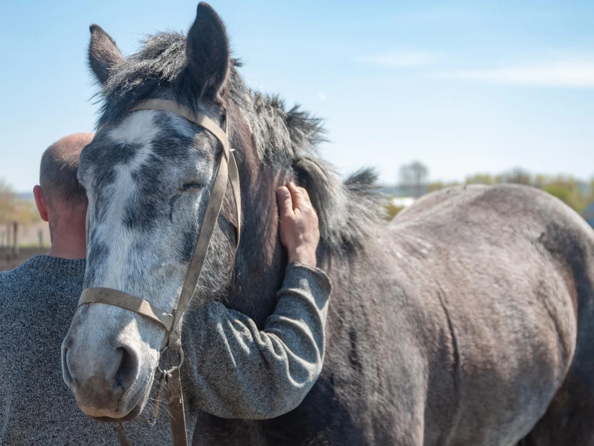 O destino dos cavalos de corrida ao fim da carreira: Brambilla cobra respostas de Lollobrigida