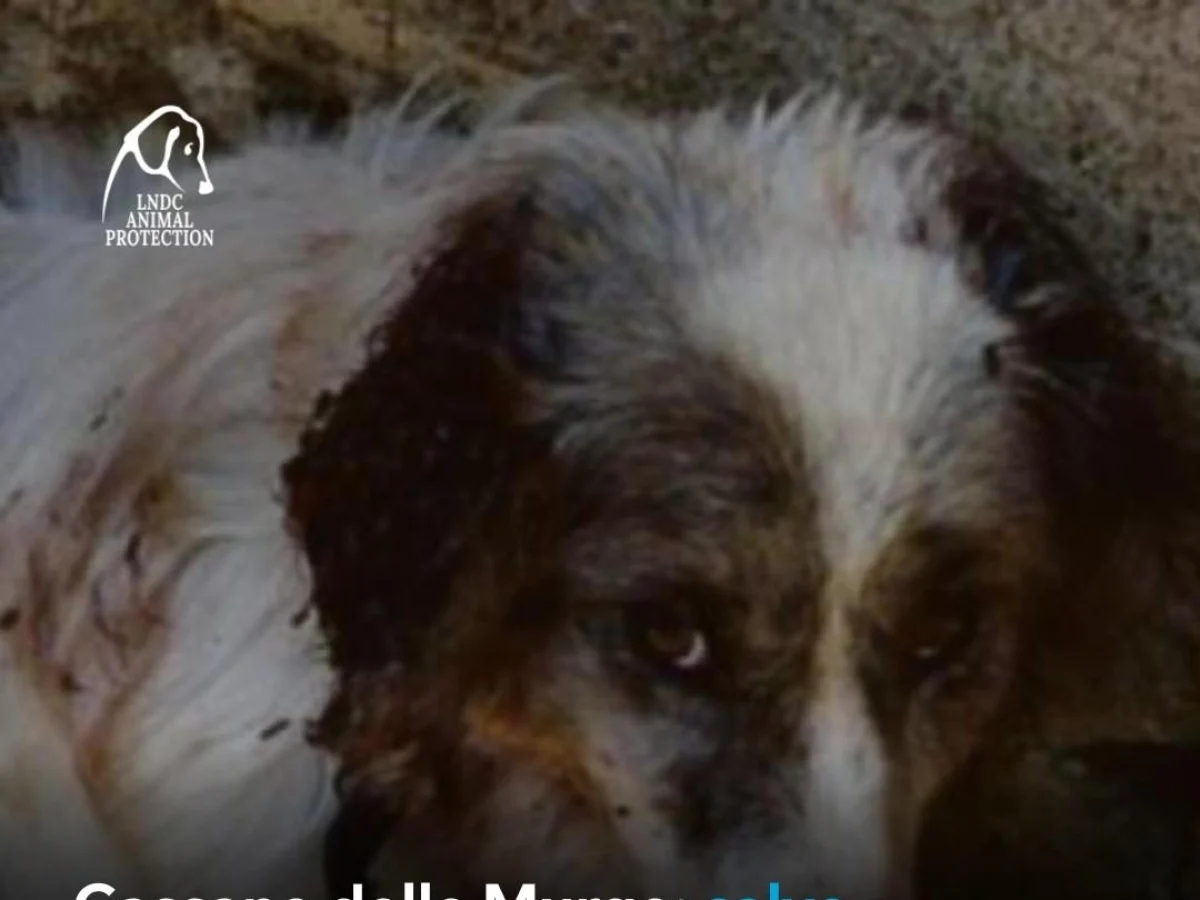 Rambo, o cão arrastado em Cassano delle Murge: a justiça italiana dá os primeiros passos após o crime