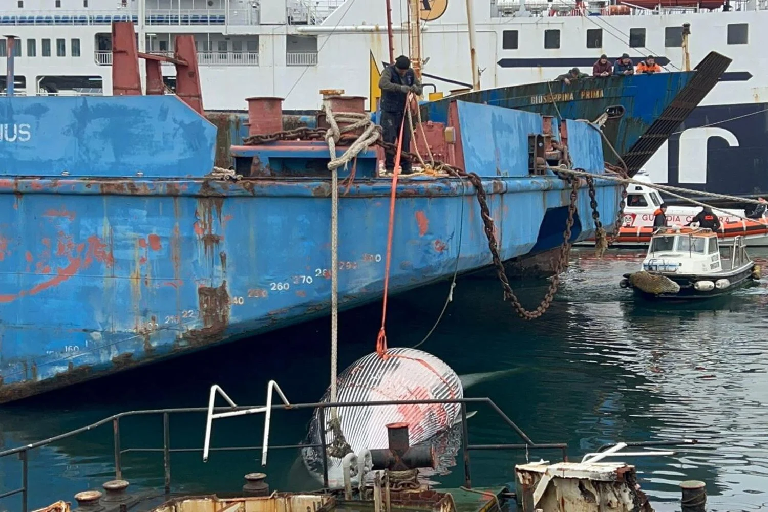 Baleia encontrada morta no porto de Nápoles será submetida a necropsia