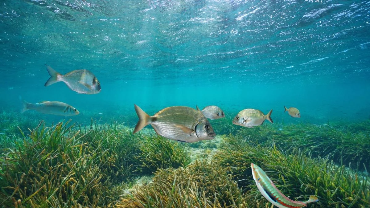 Posidonia: a ‘‘fábrica de saúde’’ do mar perde metade das praderias por causa das âncoras