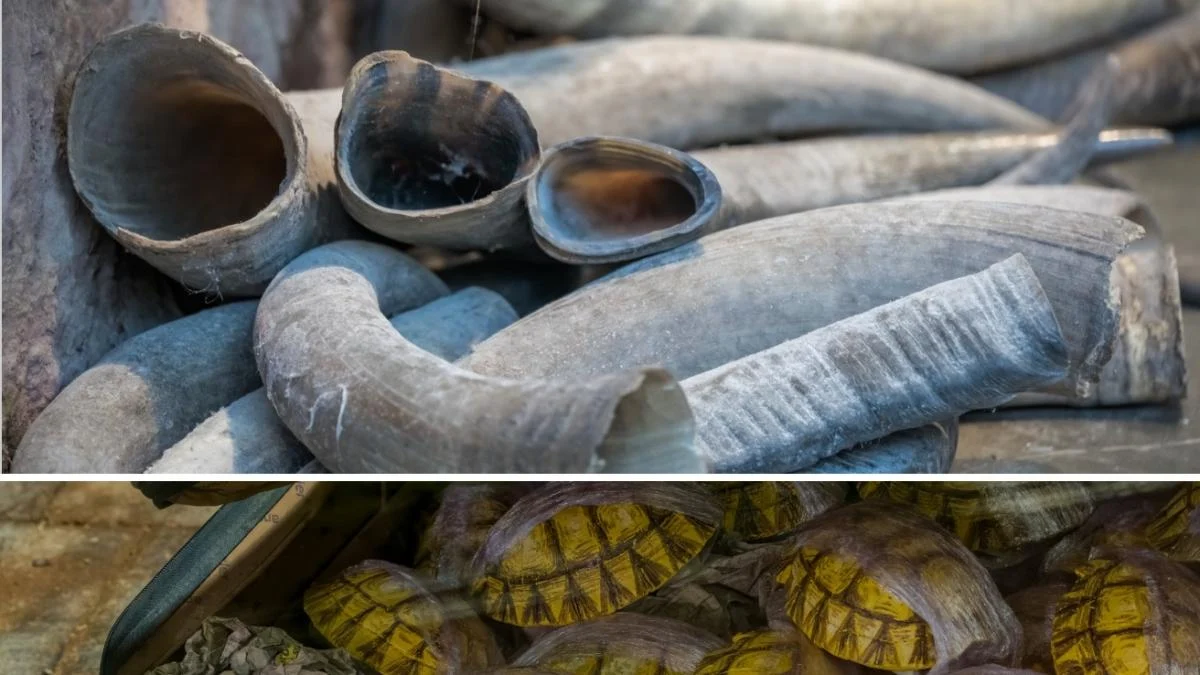 Mais de 4 mil espécies são alvo do tráfico ilegal no mundo, alerta WWF e UNODC