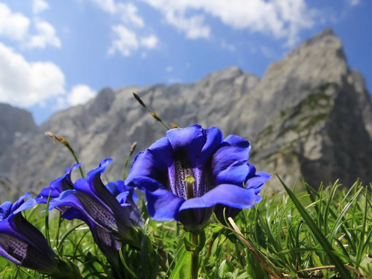 Plantas medicinais em risco: a genciana e o tesouro natural ameaçado pela crise climática
