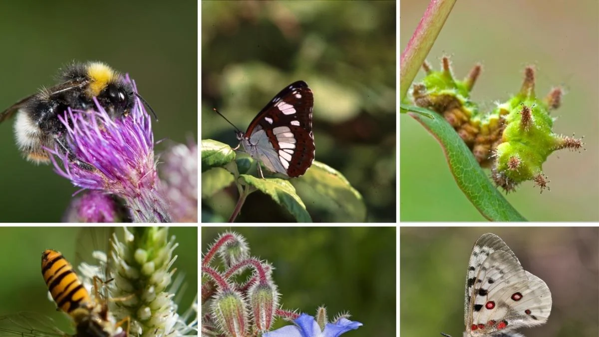 LIFE PolliNetwork: a primeira mapa nacional que revela quem protege as abelhas, borboletas e sirfídeos na Itália