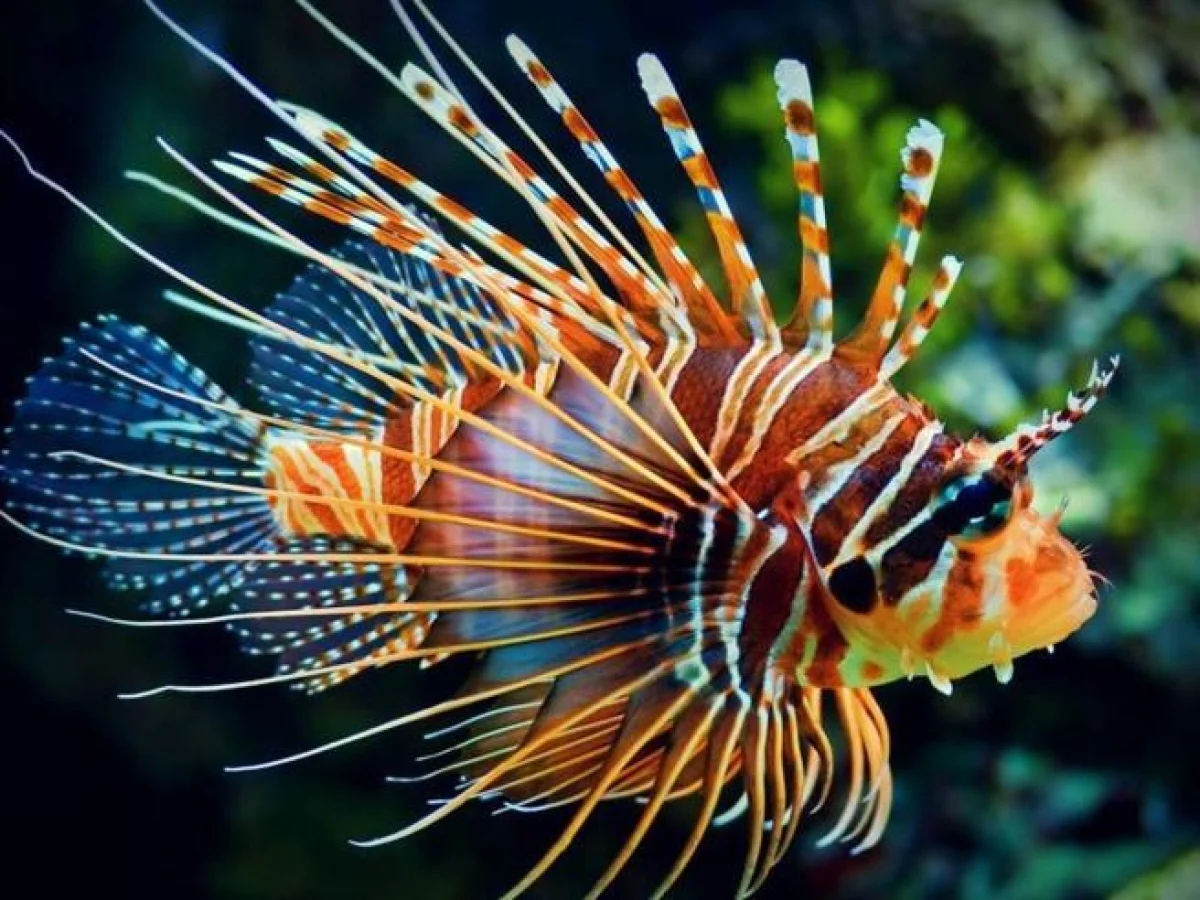 Peixe-escorpião (Pterois miles) avistado em Sicilia: espinhos venenosos ameaçam biodiversidade e saúde humana