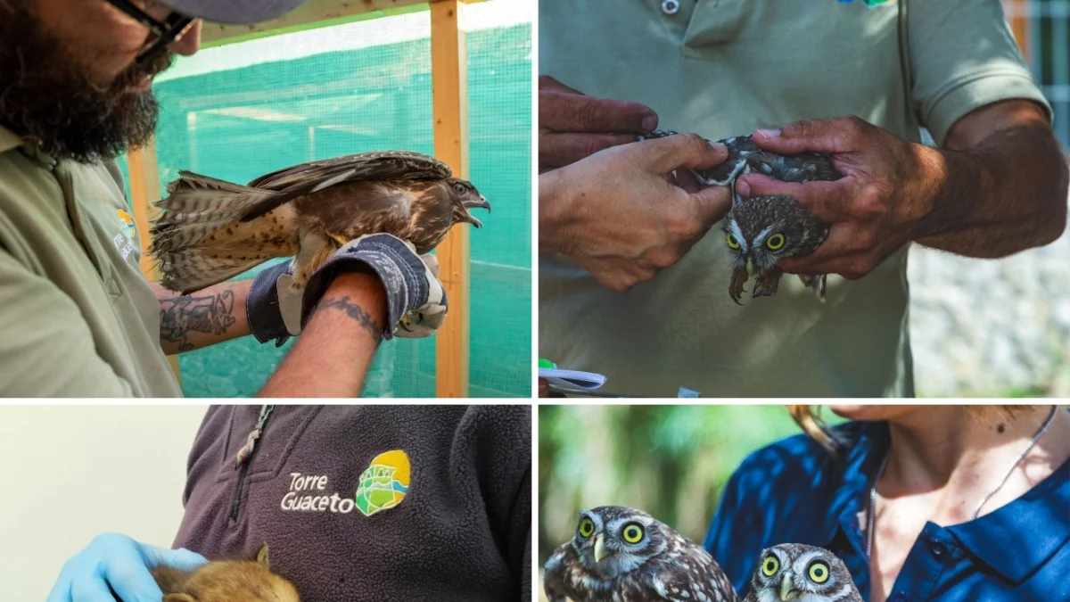Torre Guaceto: 145 resgates em um ano fortalecem reabilitação da fauna selvagem